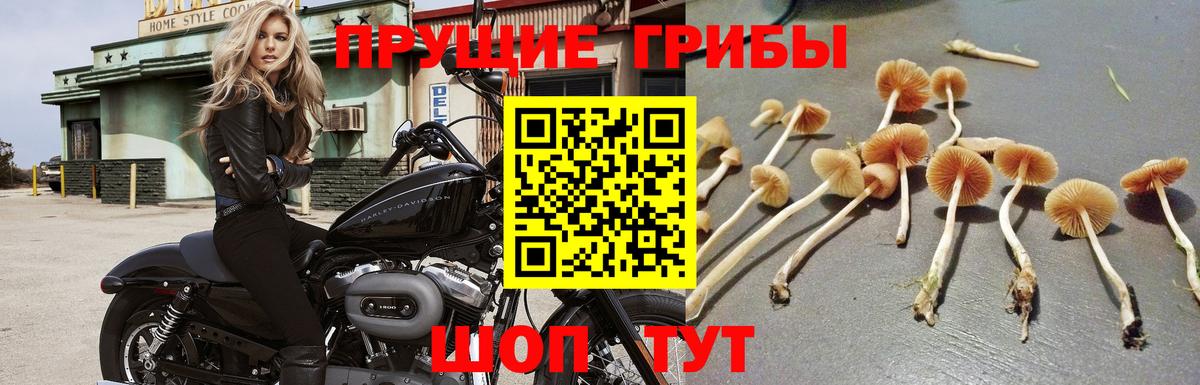 Галлюциногенные грибы Cubensis  Вход с VPN  Галлюциногенные грибы ЛСД  Ачхой-Мартан 